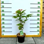 Javor japonský (Acer Japonicum)  ´VITIFOLIUM´ - výška 50-80 cm, kont. C3L